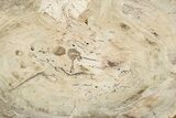 Beautiful Petrified Wood (Araucaria) Round - Madagascar #339367-1